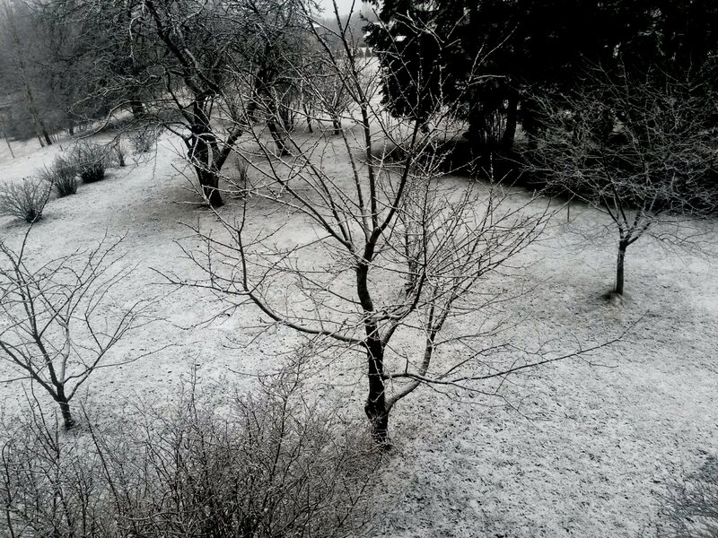 Snow-covered Trees — Black, Dreary