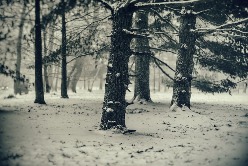 Snow-covered Trees — Black, Serene