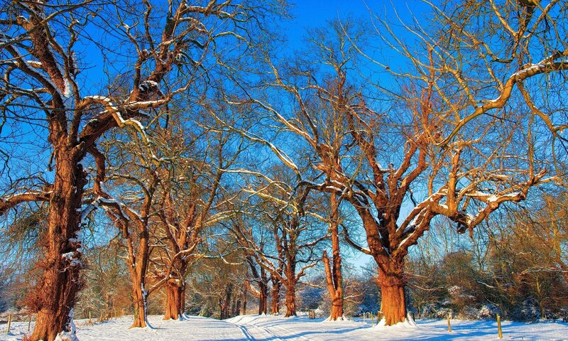 Snow-covered Trees — Blue, Brown