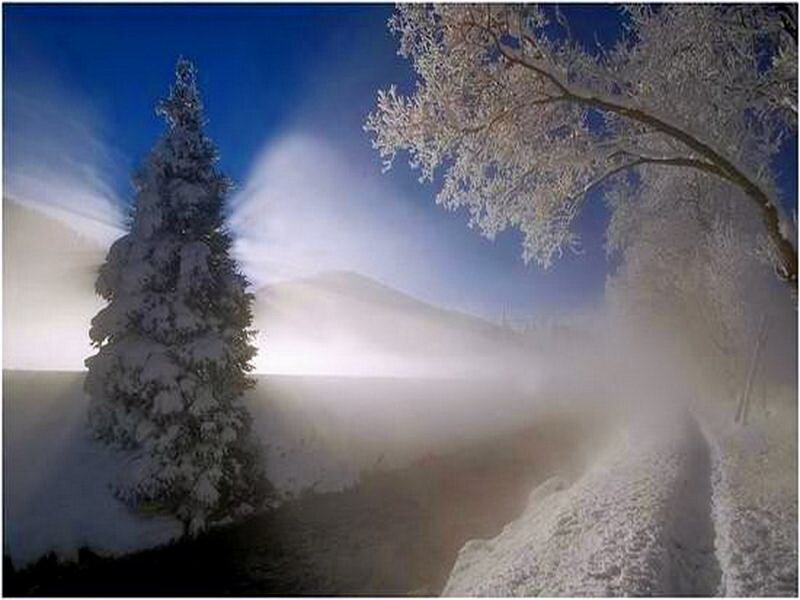 Snow-covered Trees — Blue, Cold