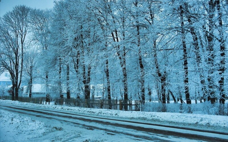 Snow-covered Trees — Blue, Cold, Winter, Photograph, Road