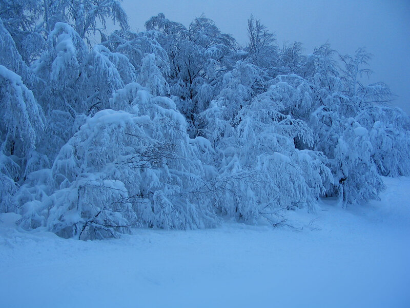Snow-covered Trees — Blue, Cold, Winter, Photograph, Snow, Sky, White