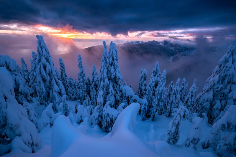 Snow-covered Trees — Blue, Dramatic, Sunrise