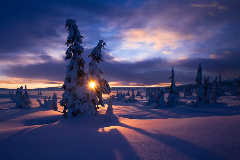 Snow-covered Trees — Blue, Dramatic, Sunset, Photograph