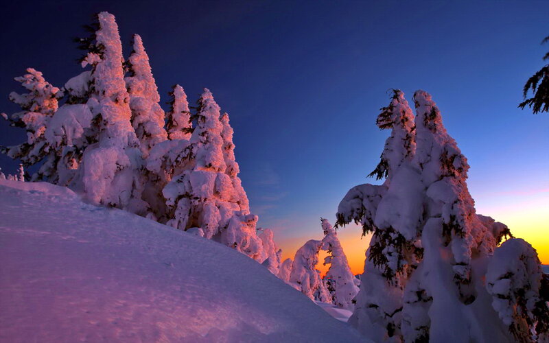 Snow-covered Trees — Blue, Dramatic, Sunset