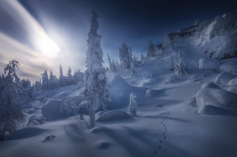 Snow-covered Trees — Blue, Dramatic, Winter, Photograph, Footprints