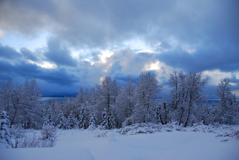 Snow-covered Trees — Blue, Dramatic, Winter, Photograph, Snow