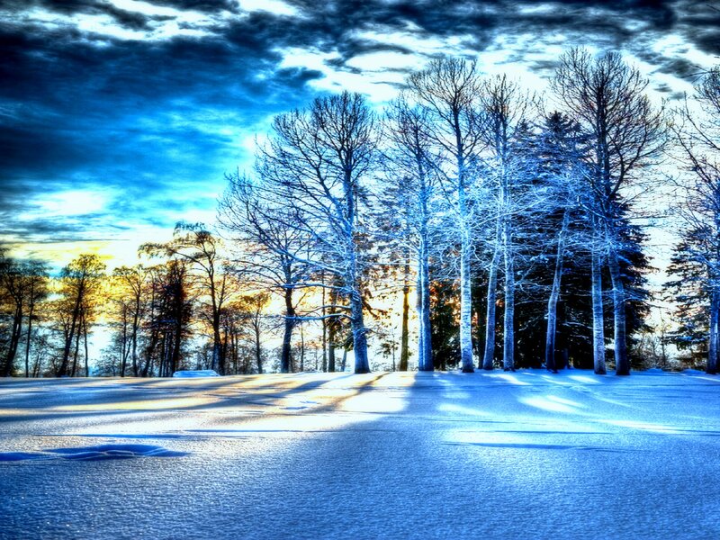 Snow-covered Trees — Blue, Dramatic, Winter, Photograph