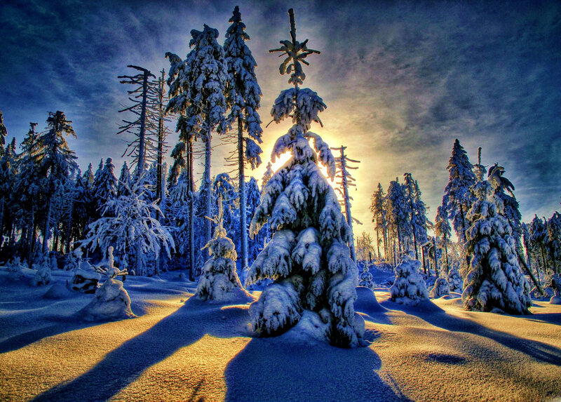 Snow-covered Trees — Blue, Dramatic, Winter