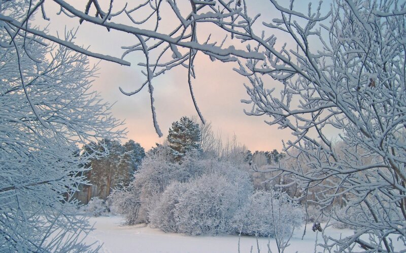 Snow-covered Trees — Blue, Gray