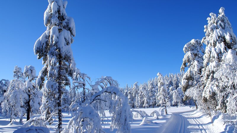 Snow-covered Trees — Blue, Path