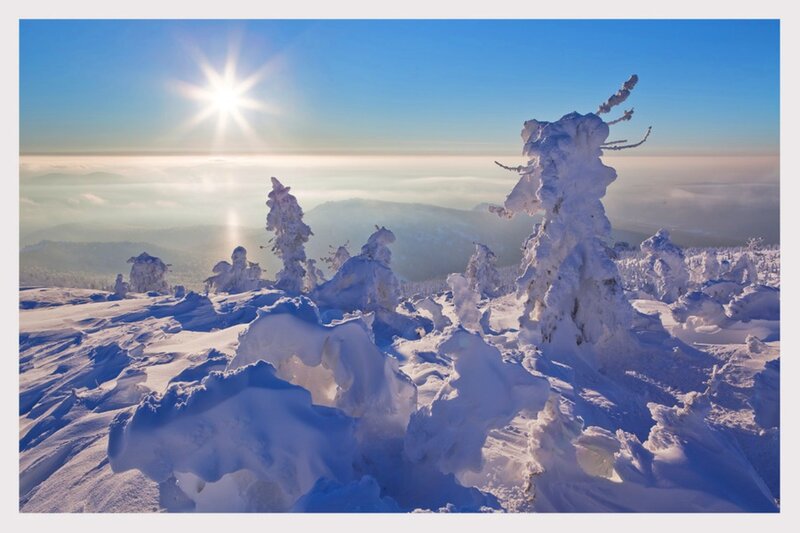 Snow-covered Trees — Blue, Serene, Morning