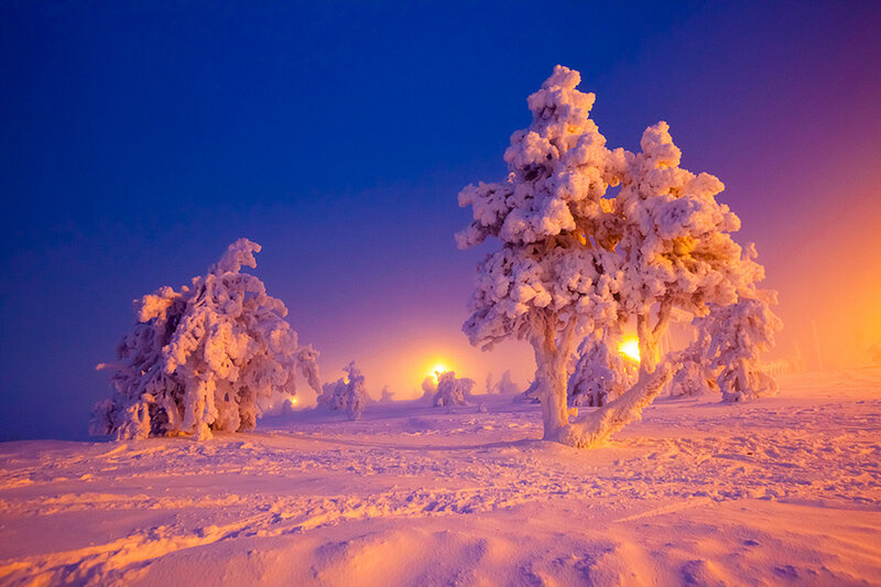 Snow-covered Trees — Blue, Serene, Night, Photograph, Snow, Lights