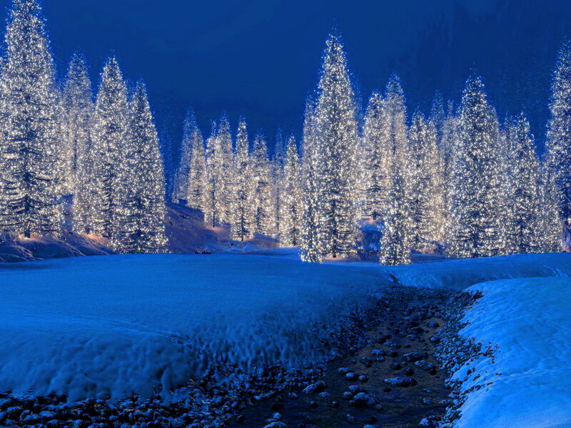 Snow-covered Trees — Blue, Serene, Night, Photograph, Snow