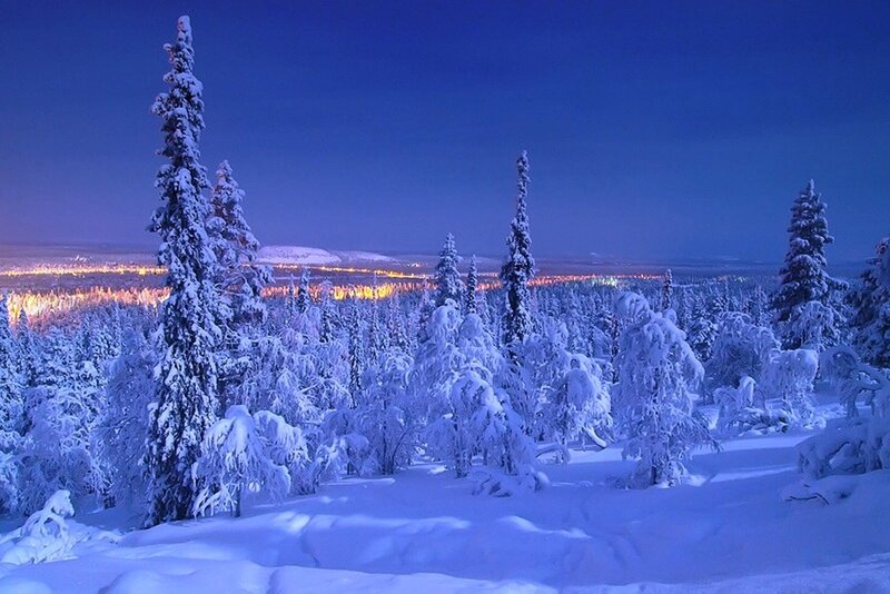 Snow-covered Trees — Blue, Serene, Night, Photograph
