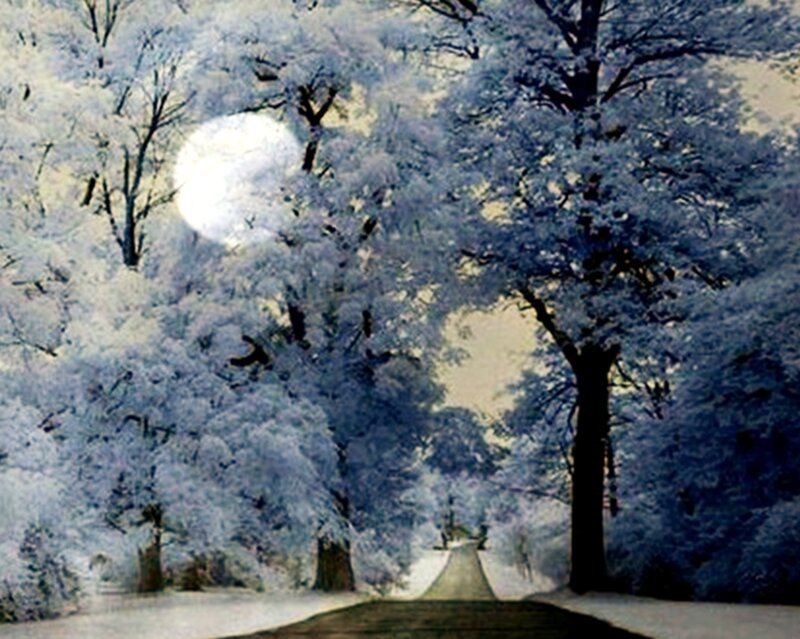 Snow-covered Trees — Blue, Serene, Night