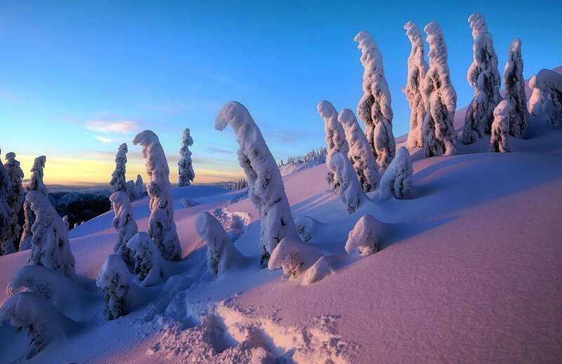 Snow-covered Trees — Blue, Serene, Sunrise, Photograph