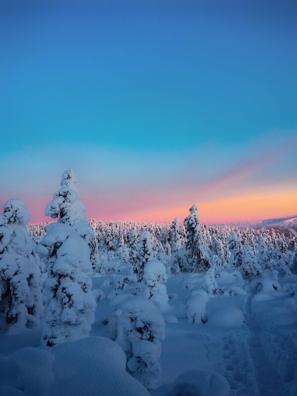 Snow-covered Trees — Blue, Serene, Sunset, Photograph, Forest