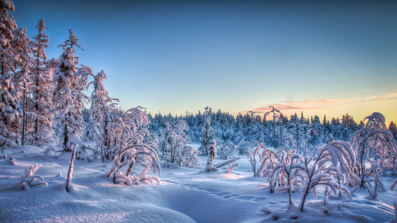 Snow-covered Trees — Blue, Serene, Sunset, Photograph, Snow