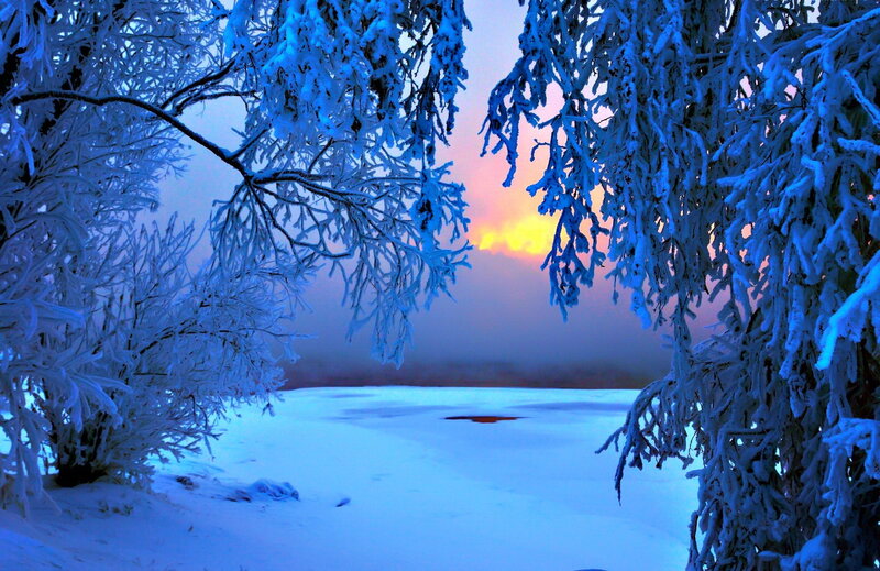 Snow-covered Trees — Blue, Serene, Sunset, Photograph