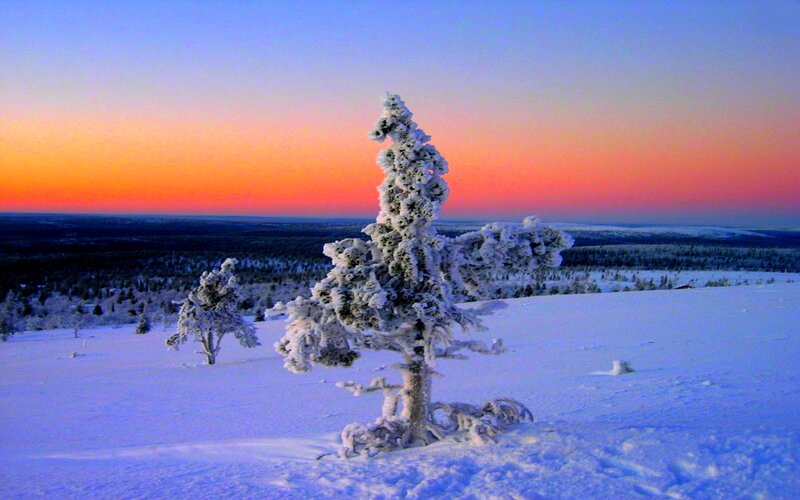Snow-covered Trees — Blue, Serene, Sunset