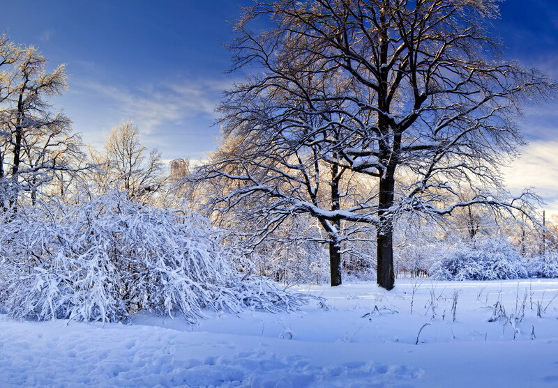 Snow-covered Trees — Blue, Serene, Winter, Photograph, Bushes
