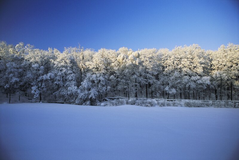 Snow-covered Trees — Blue, Serene, Winter, Photograph, Forest, Snow