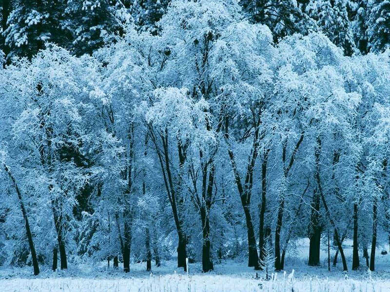 Snow-covered Trees — Blue, Serene, Winter, Photograph, Forest