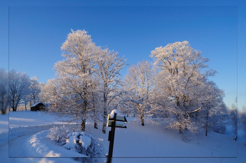 Snow-covered Trees — Blue, Serene, Winter, Photograph, House