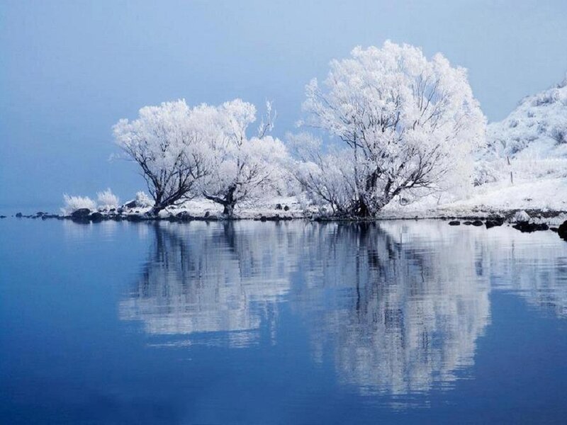 Snow-covered Trees — Blue, Serene, Winter, Photograph, Lake