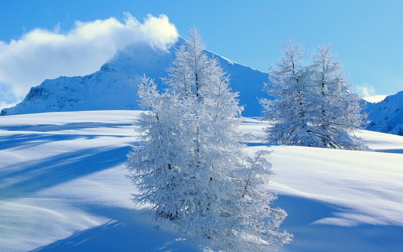 Snow-covered Trees — Blue, Serene, Winter, Photograph, Mountain