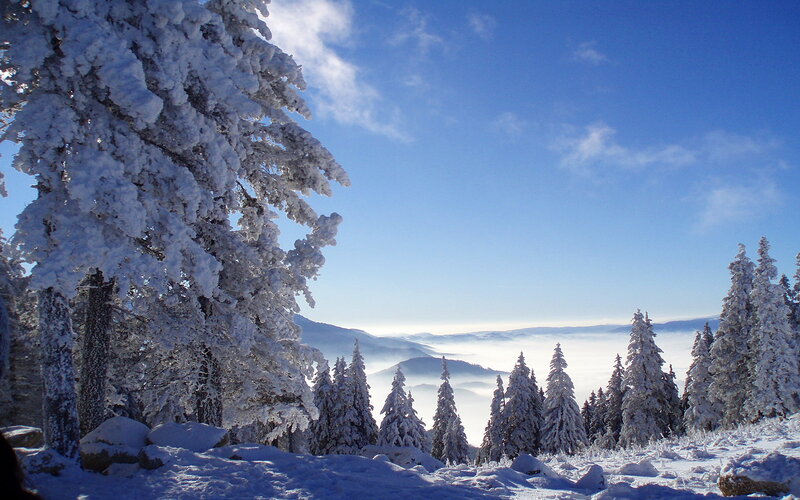 Snow-covered Trees — Blue, Serene, Winter, Photograph, Mountains