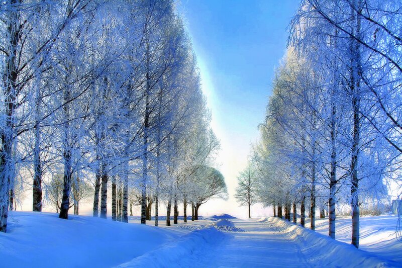 Snow-covered Trees — Blue, Serene, Winter, Photograph, Path