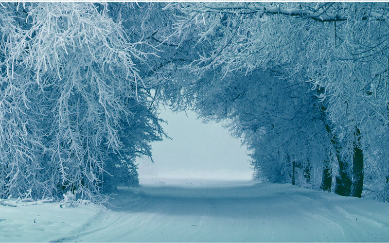 Snow-covered Trees — Blue, Serene, Winter, Photograph, Road