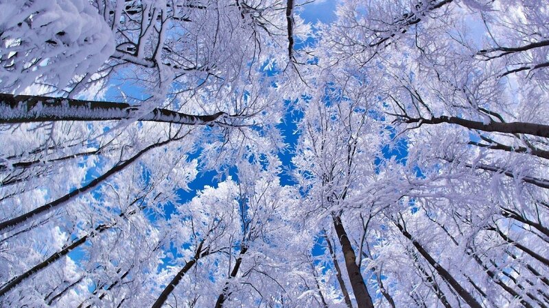 Snow-covered Trees — Blue, Serene, Winter, Photograph, Sky, Snow