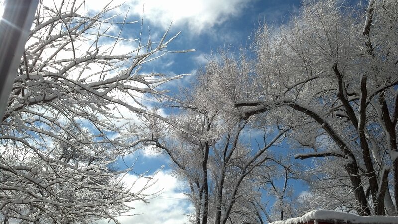 Snow-covered Trees — Blue, Serene, Winter, Photograph, Sky