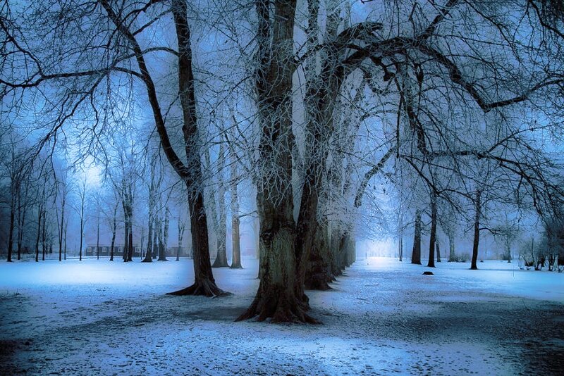 Snow-covered Trees — Blue, Serene, Winter, Photograph, Snow, Fog