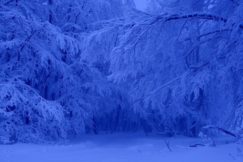 Snow-covered Trees — Blue, Serene, Winter, Photograph, Snow, Forest