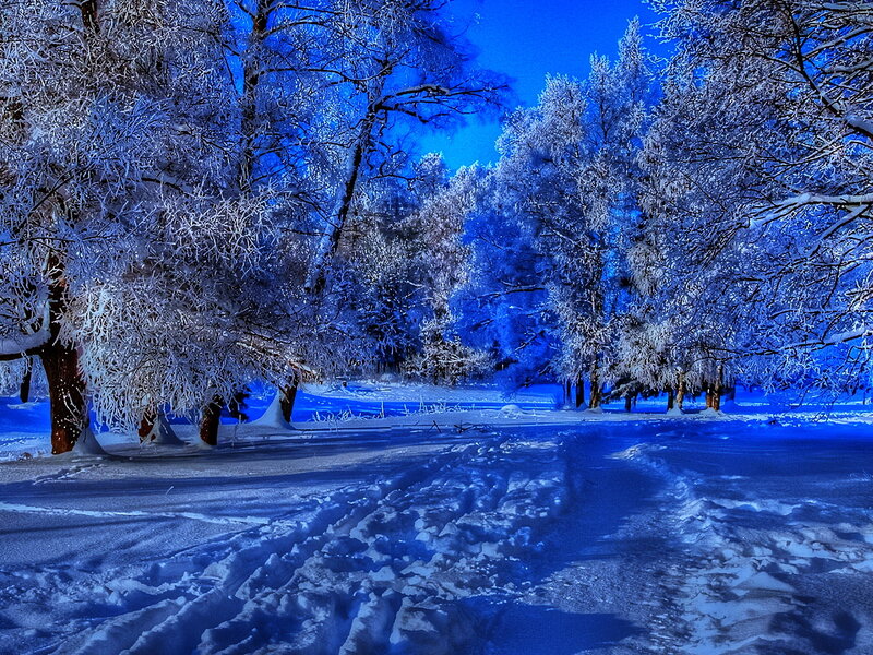 Snow-covered Trees — Blue, Serene, Winter, Photograph, Snow, Path