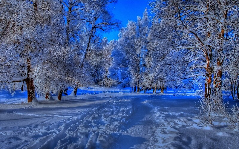 Snow-covered Trees — Blue, Serene, Winter, Photograph, Snow, Path, White