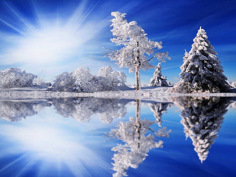 Snow-covered Trees — Blue, Serene, Winter, Photograph, Snow, Reflection