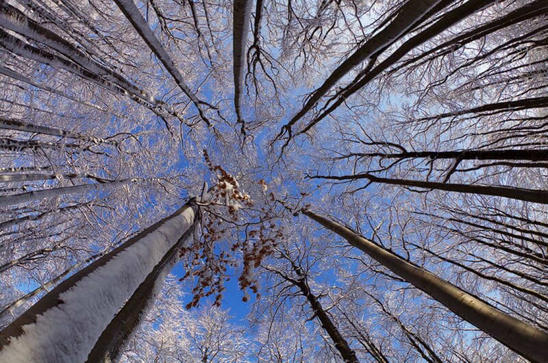 Snow-covered Trees — Blue, Serene, Winter, Photograph, Snow, Sky, Branches