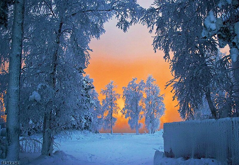 Snow-covered Trees — Blue, Serene, Winter, Photograph, Snow, Sky, Fence