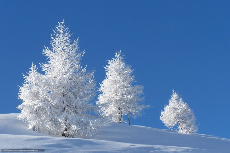 Snow-covered Trees — Blue, Serene, Winter, Photograph, Snow, Sky, Hill