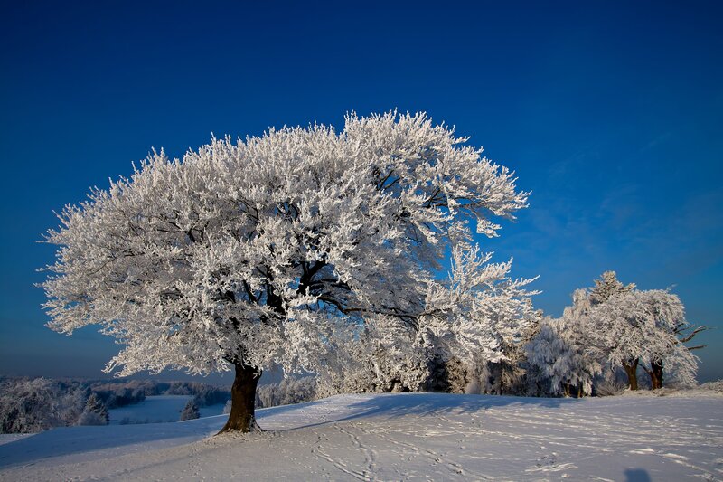 Snow-covered Trees — Blue, Serene, Winter, Photograph, Snow, Sky, Hills