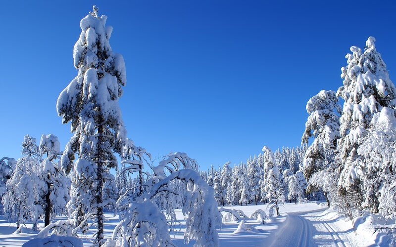 Snow-covered Trees — Blue, Serene, Winter, Photograph, Snow, Sky, Path
