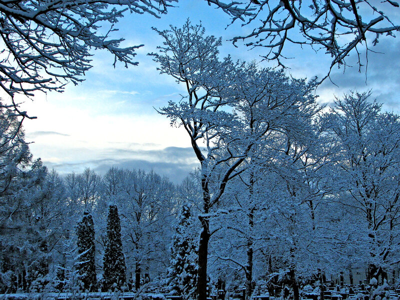 Snow-covered Trees — Blue, Serene, Winter, Photograph, Snow, Sky