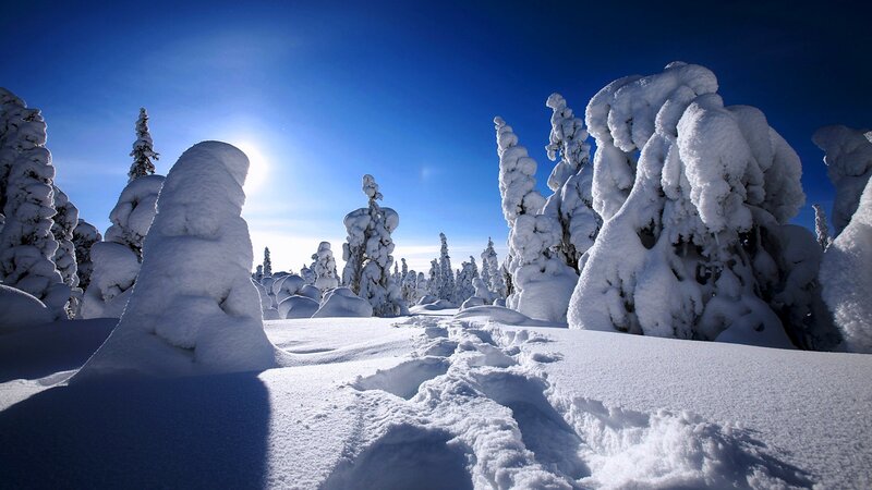 Snow-covered Trees — Blue, Serene, Winter, Photograph, Snow, Sun