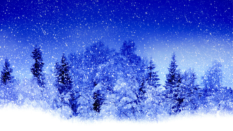 Snow-covered Trees — Blue, Serene, Winter, Photograph, Snow