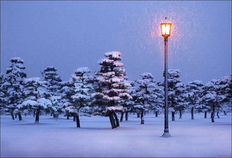 Snow-covered Trees — Blue, Serene, Winter, Photograph, Street Lamp